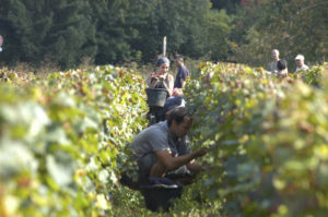 Vendanges en Bourgogne