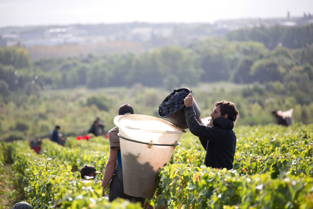 MVP_VENDANGES_SANTENAY_2016_101