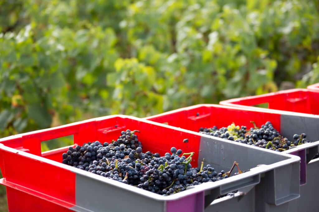 MVP_VENDANGES_SANTENAY_2016_11