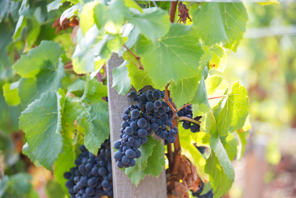 MVP_VENDANGES_SANTENAY_2016_126