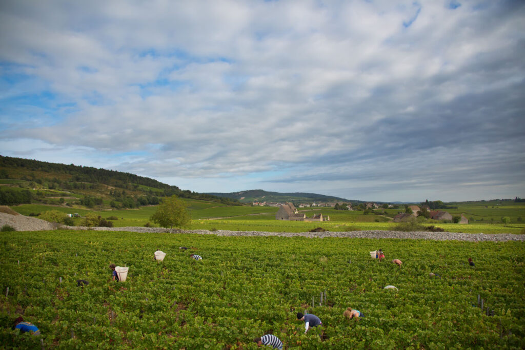 MVP_VENDANGES_SANTENAY_2016_212