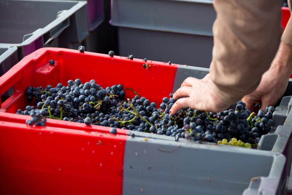 MVP_VENDANGES_SANTENAY_2016_35