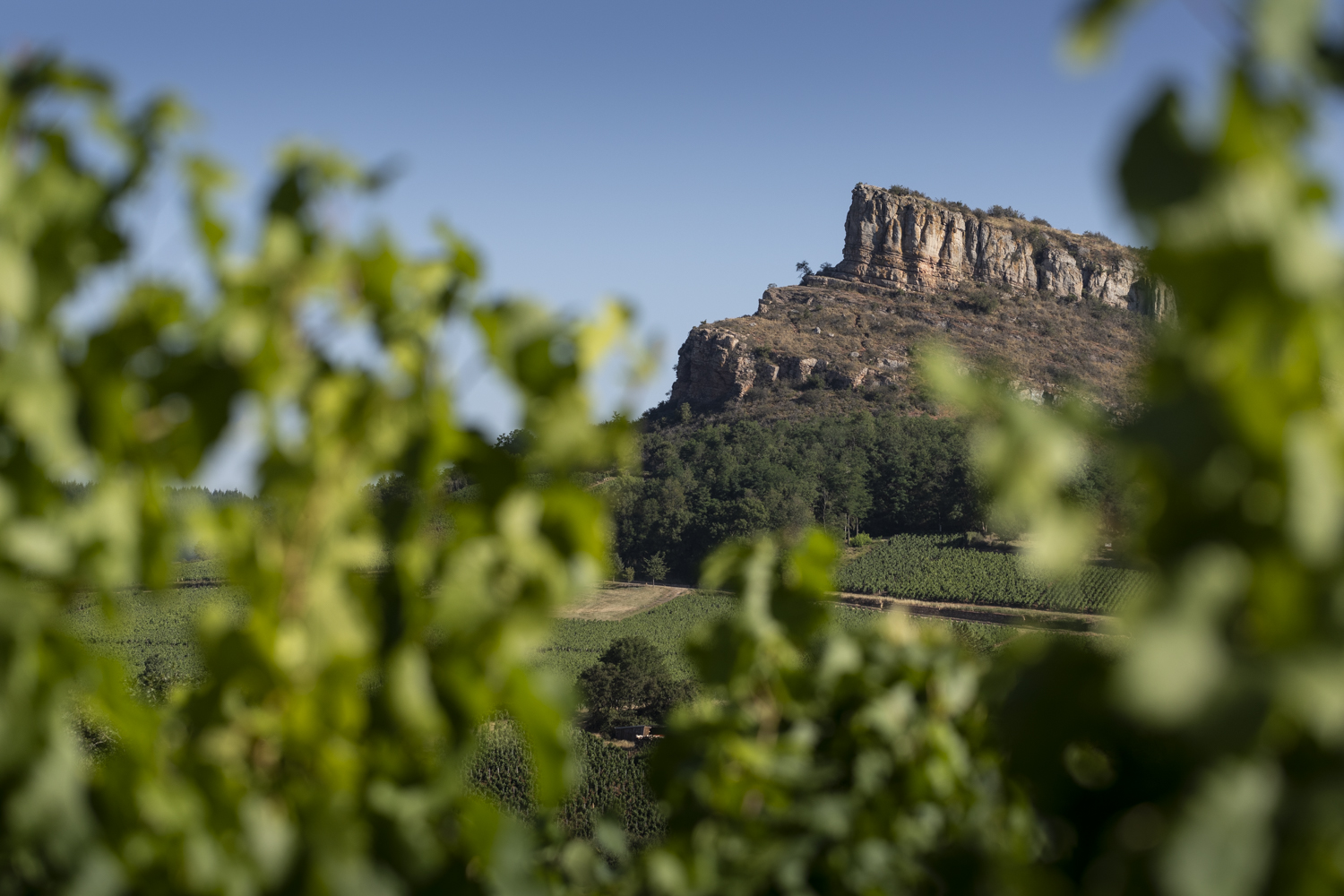 Vineyard Wine Harvest