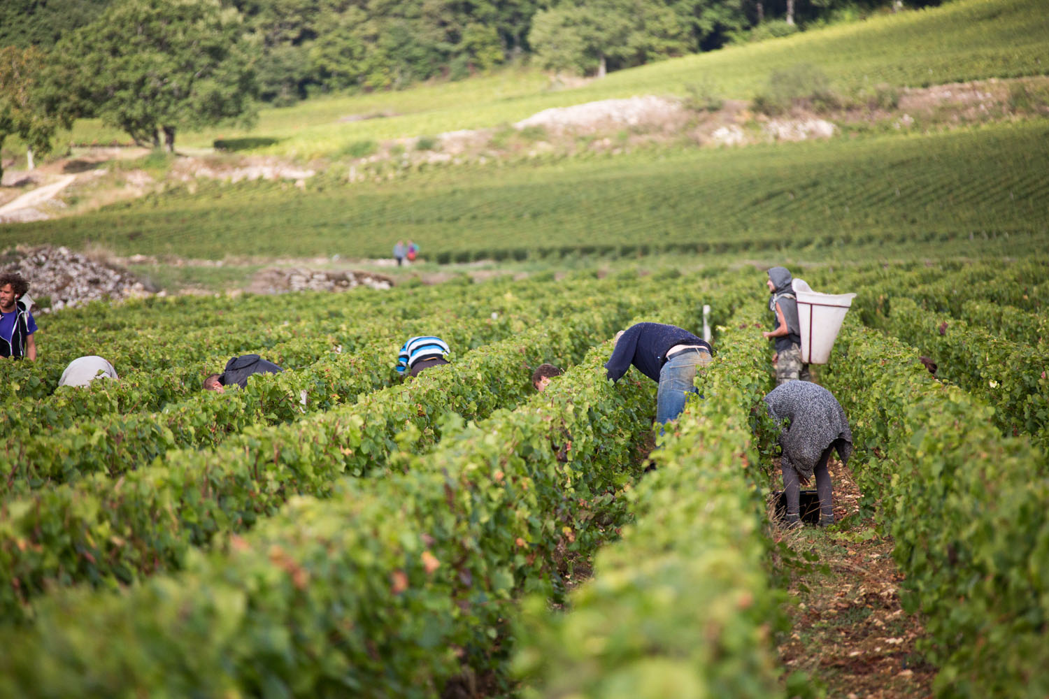 Terroir Example Harvest in Burgundy – Tradition, Terroir & Passion | Madame Veuve Point